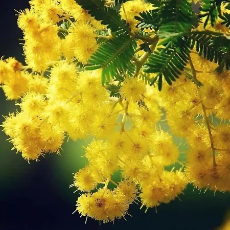 Lua Do Mar Apartamento